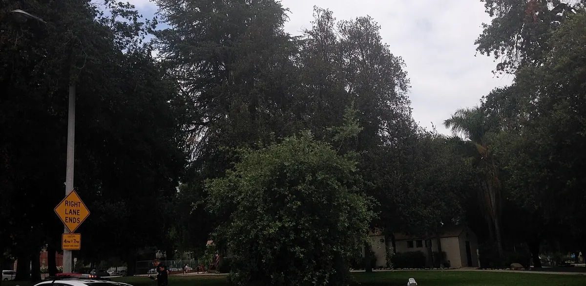 Trees and grass at Encino Park in Los Angeles.