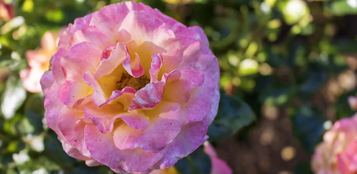 A rose growing in the Municipal Rose Garden in San Jose.