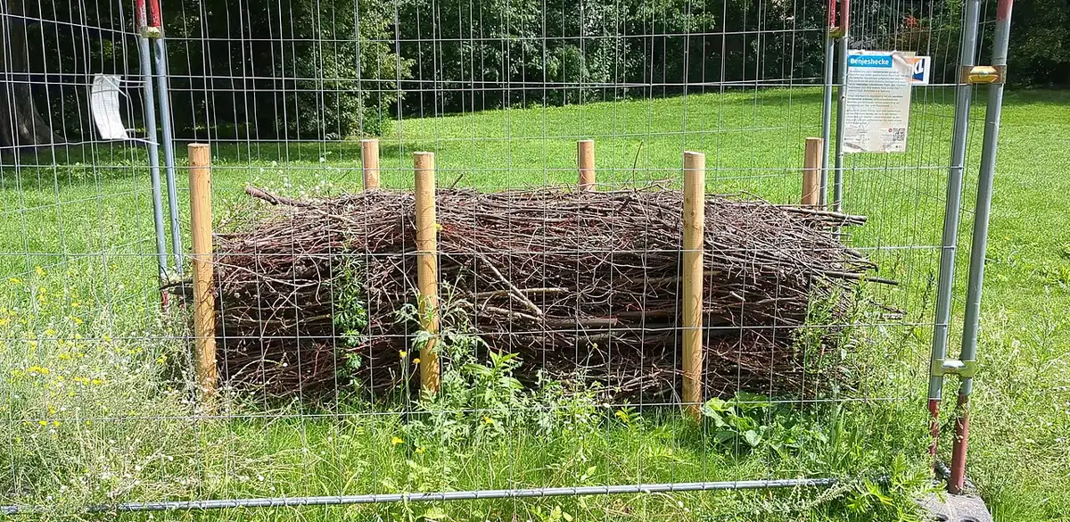 Benjeshecke im Park am Weißen See, Berlin-Weißensee (Foto von 2025).