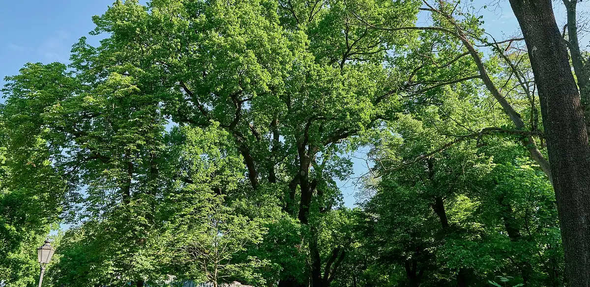 Stieleiche beim Friedhof der Märzgefallenen im Volkspark Friedrichshain, Berlin (Foto von 2024).