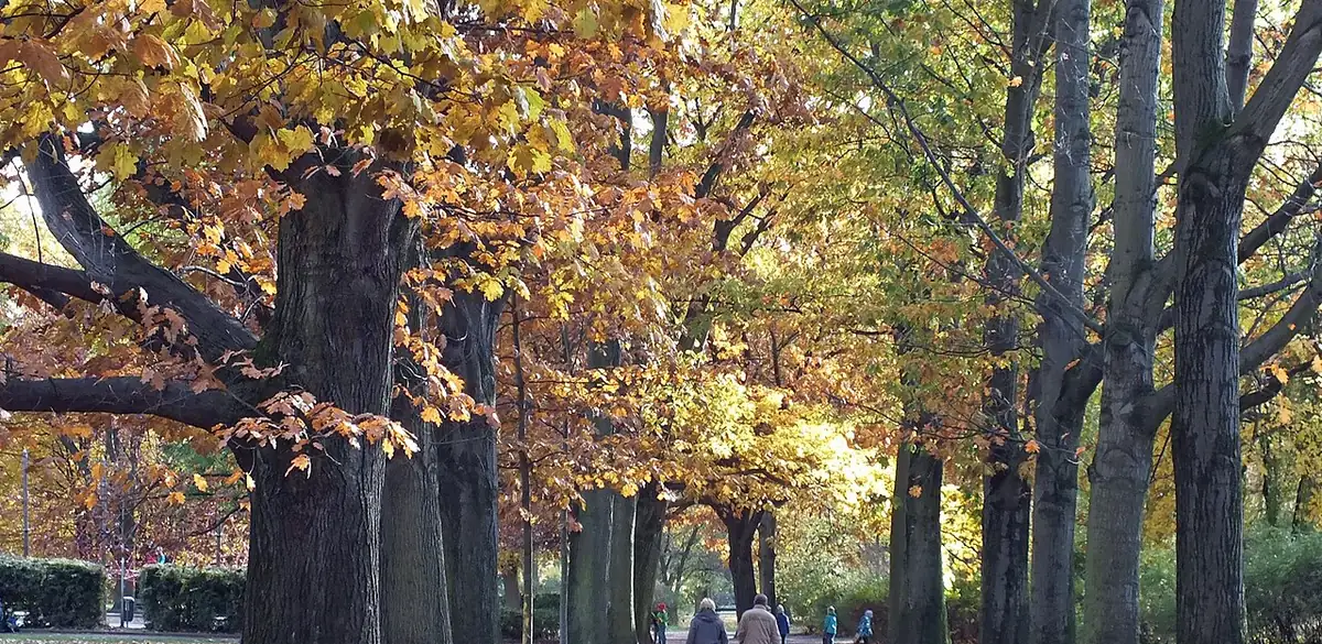 Roteichenallee im Arthur-Bretschneider-Park, Leipzig (Foto von 2016).