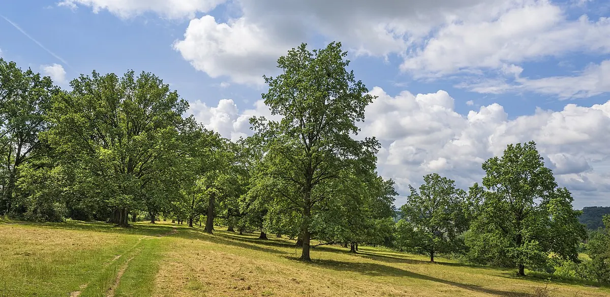 Naturschutzgebiet Eichenhain, Stuttgart (Foto von 2024).